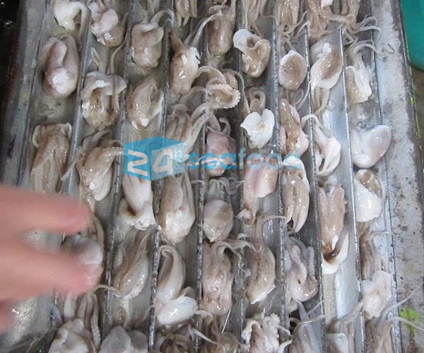 bach-tuoc-24hseafood